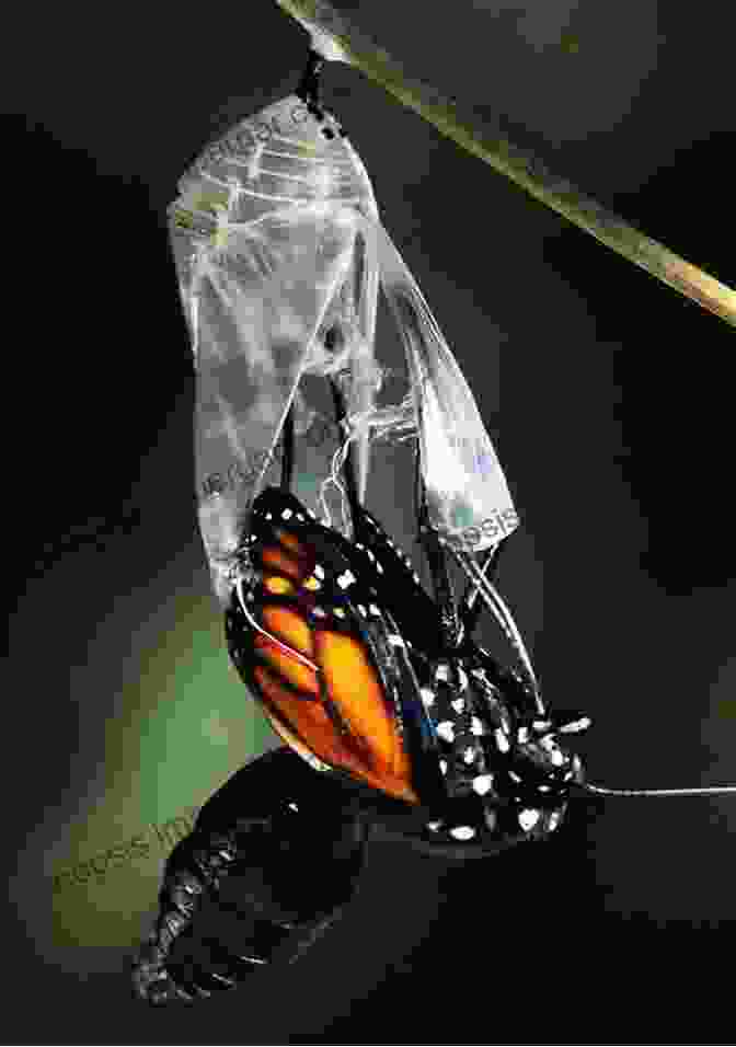 A Butterfly Emerging From A Cocoon, Representing The Evolution Of The Soul Journey From Life To Life: Achieving Higher Purpose