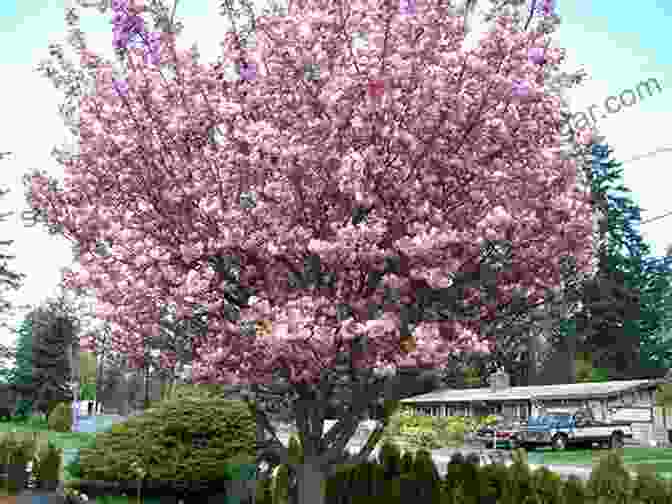 A Cherry Tree In Full Bloom Cherries: Botany Production And Uses