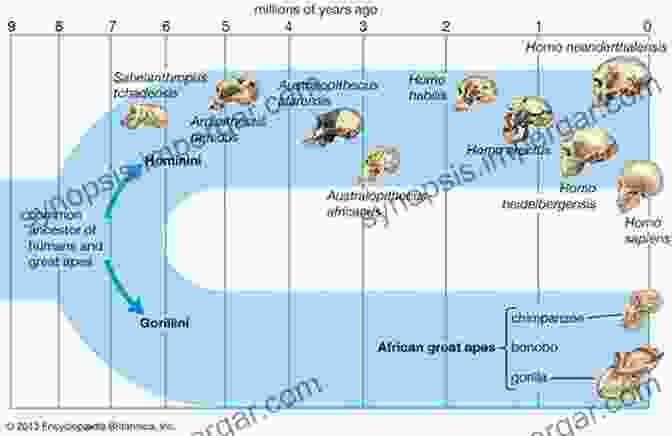 A Diverse Group Of Miocene Hominoids Adapted To Different Ecological Niches Function Phylogeny And Fossils: Miocene Hominoid Evolution And Adaptations (Advances In Primatology)