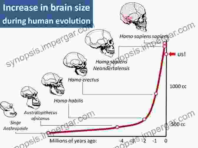 A Graph Showing The Increase In Hominoid Brain Size Over Time Function Phylogeny And Fossils: Miocene Hominoid Evolution And Adaptations (Advances In Primatology)