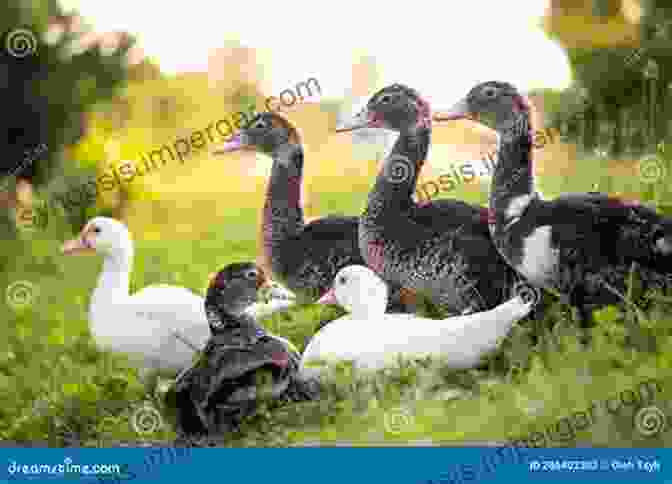 A Group Of Ducks Grazing In A Field Raising Ducks Naturally: Guide For Beginners On How To Raise Healthy Ducks Without A Pond How To Feed Them And Take Care For Them