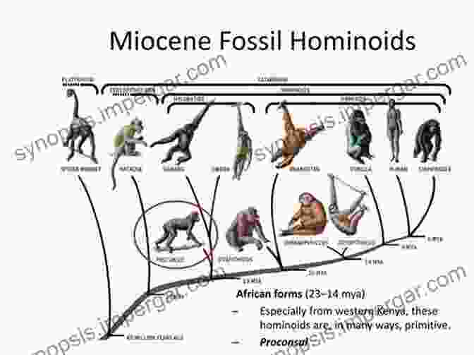 A Group Of Miocene Hominoids Interacting With Each Other Function Phylogeny And Fossils: Miocene Hominoid Evolution And Adaptations (Advances In Primatology)