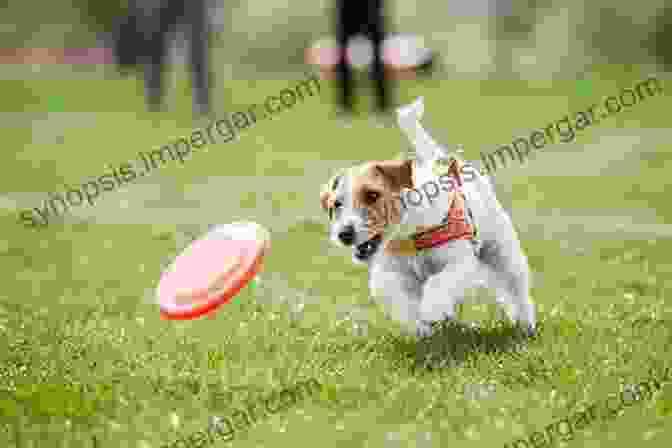 A Happy Dog Playing In The Park Super Sniffer Scent Games: A Guide To Having Fun With Your Dog