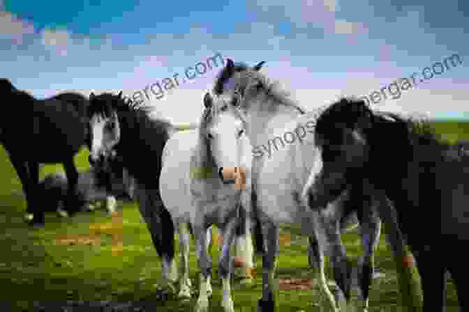 A Herd Of Wild Horses Grazing In A Meadow All The Wild Horses: Preserving The Spirit And Beauty Of The World S Wild Horses