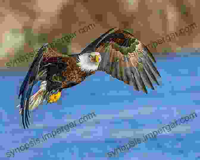 A Majestic Bald Eagle Soaring Over A Vast Lake From The Resacas Of The Rio Grande Valley To The Sky Islands Of Big Bend: How To Find And Identify The 40 Birds Best Chased In Texas