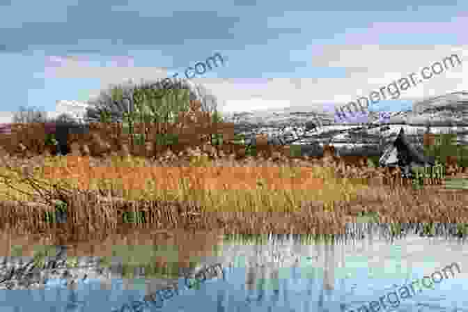 A Misty Anglo Saxon Fen, Its Reeds Swaying In The Gentle Breeze. Trees In Anglo Saxon England: Literature Lore And Landscape (Anglo Saxon Studies 13)