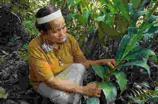 A Person Collecting Plants In A Forest Australian Rainforest Seeds: A Guide To Collecting Processing And Propagation