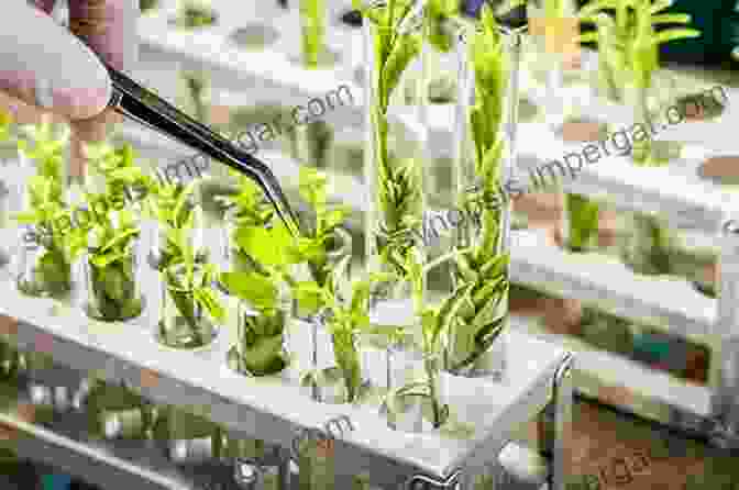 A Person Processing Plants In A Laboratory Australian Rainforest Seeds: A Guide To Collecting Processing And Propagation