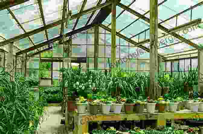 A Person Propagating Plants In A Greenhouse Australian Rainforest Seeds: A Guide To Collecting Processing And Propagation