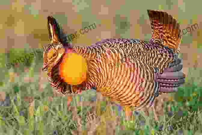 A Rare Attwater's Prairie Chicken In A Field From The Resacas Of The Rio Grande Valley To The Sky Islands Of Big Bend: How To Find And Identify The 40 Birds Best Chased In Texas