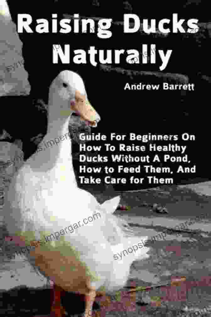 A Sick Duck Raising Ducks Naturally: Guide For Beginners On How To Raise Healthy Ducks Without A Pond How To Feed Them And Take Care For Them