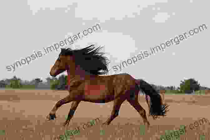 A Wild Horse Running Across A Field All The Wild Horses: Preserving The Spirit And Beauty Of The World S Wild Horses