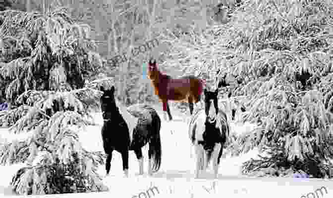 A Wild Horse Standing In The Snow All The Wild Horses: Preserving The Spirit And Beauty Of The World S Wild Horses