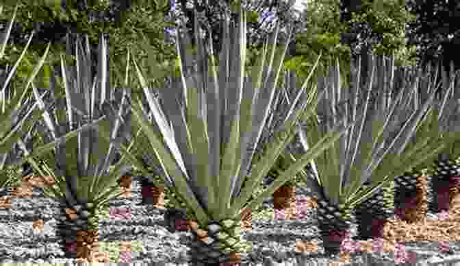 Agave Field Where Tequila Is Grown Hello 220 Tequila Recipes: Best Tequila Cookbook Ever For Beginners Rum Cocktail Recipe Margarita Recipes Watermelon Recipes Vodka Cocktail Recipes Frozen Cocktail Recipe Book 1