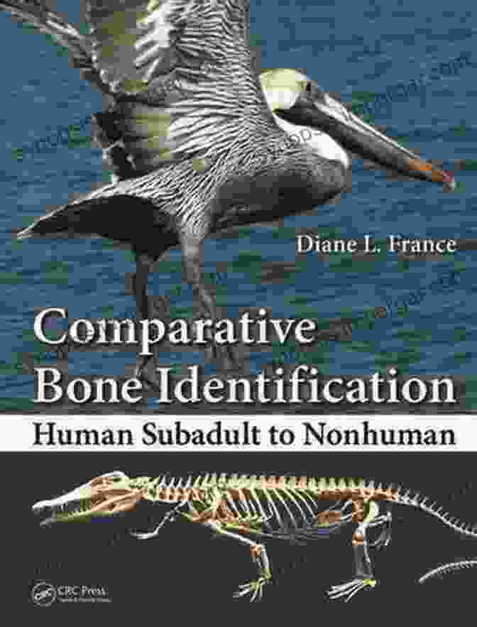 Comparative Bone Identification: Human Subadult To Nonhuman Cover Comparative Bone Identification: Human Subadult To Nonhuman