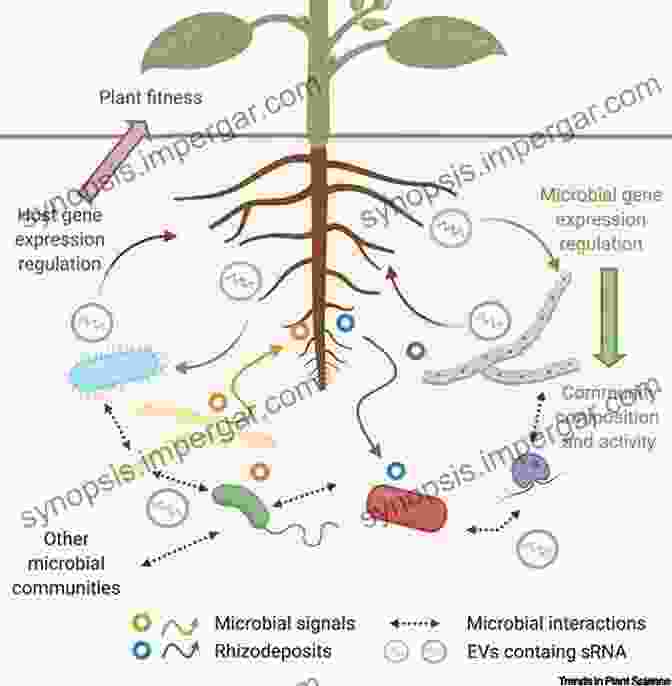 Diagram Illustrating The Beneficial Interaction Between A Plant And A Root Associated Microbe Plant Microbe Interactions Dennis P Nolan