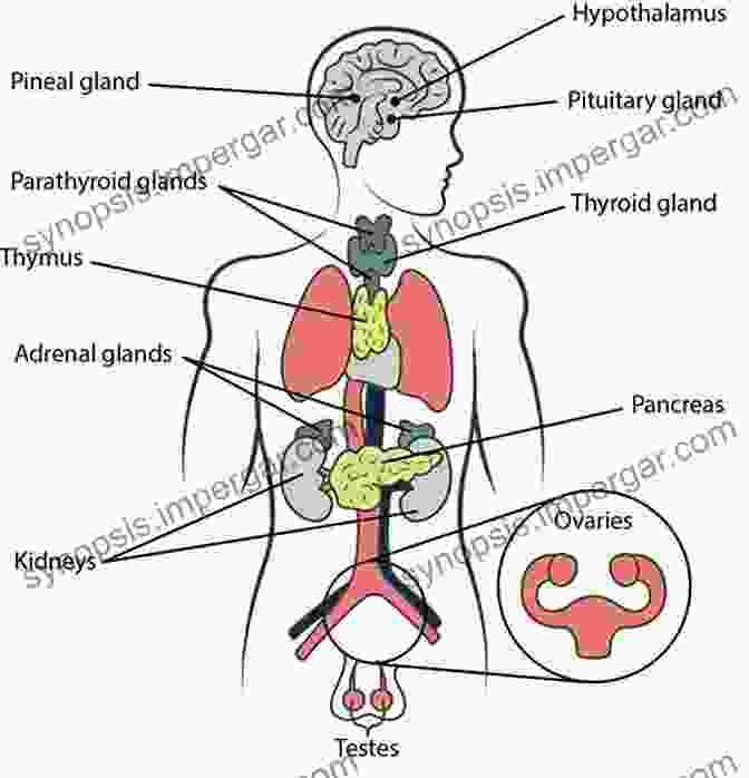 Diagram Of The Endocrine System Your Personal Tuning Fork: The Endocrine System