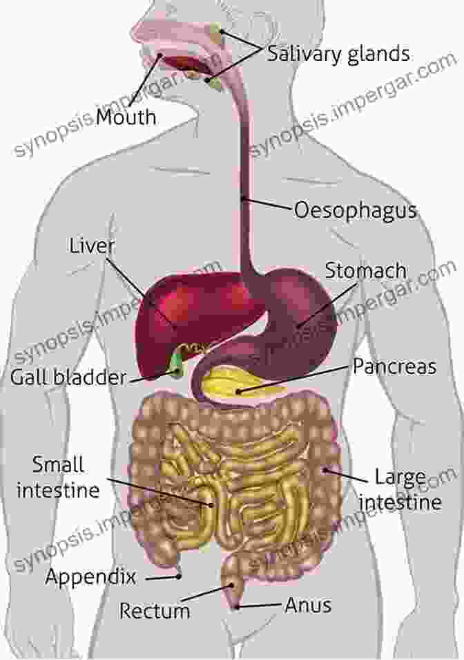 Diagram Of The Human Digestive System Anatomy 101: From Muscles And Bones To Organs And Systems Your Guide To How The Human Body Works (Adams 101)