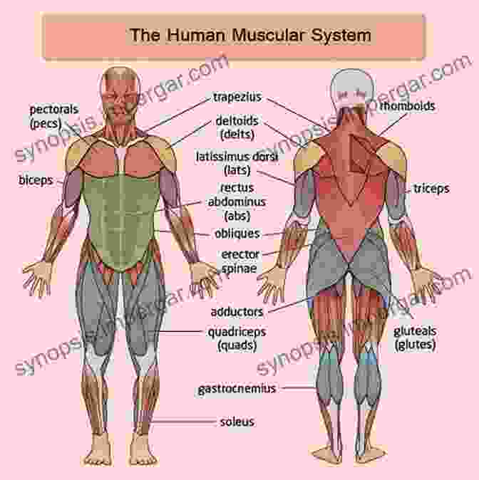 Diagram Of The Human Muscular System Anatomy 101: From Muscles And Bones To Organs And Systems Your Guide To How The Human Body Works (Adams 101)