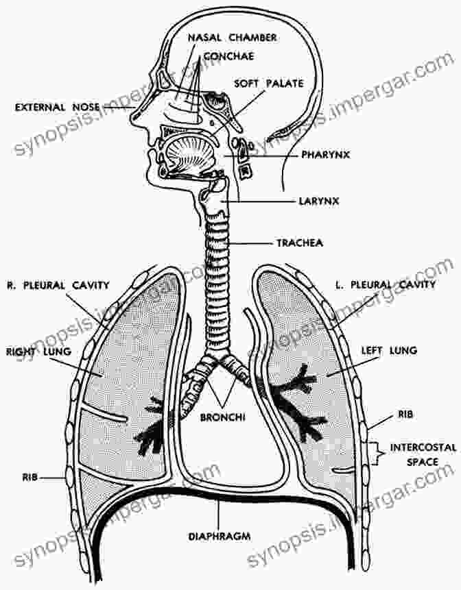 Diagram Of The Human Respiratory System Anatomy 101: From Muscles And Bones To Organs And Systems Your Guide To How The Human Body Works (Adams 101)