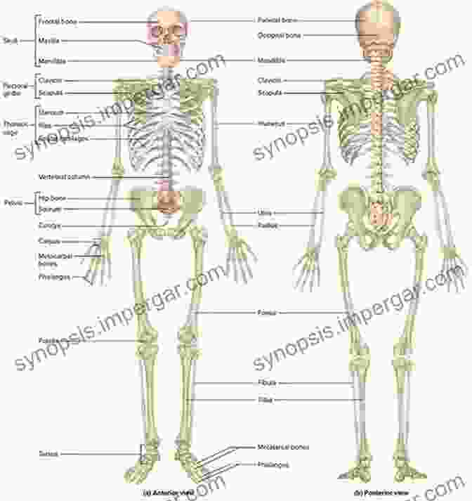 Diagram Of The Human Skeletal System Anatomy 101: From Muscles And Bones To Organs And Systems Your Guide To How The Human Body Works (Adams 101)