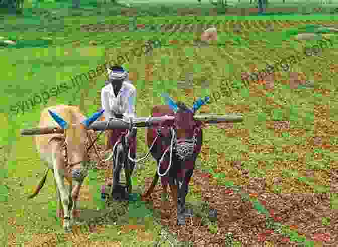 Image Depicting Traditional Farming Practices In Taiwan The Soils Of Taiwan (World Soils Series)