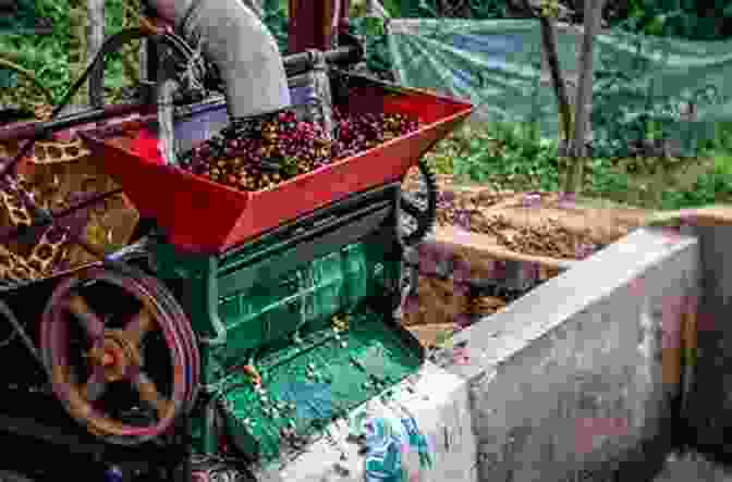 Image Of Coffee Harvesting And Processing Techniques Quality Determinants In Coffee Production (Food Engineering Series)