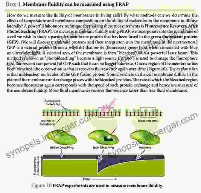 Membrane Biophysics Experiment Probing Membrane Fluidity Structure And Dynamics Of Confined Polymers: Proceedings Of The NATO Advanced Research Workshop On Biological Biophysical Theoretical Aspects Of Polymer Science Partnership Subseries: 3 87)