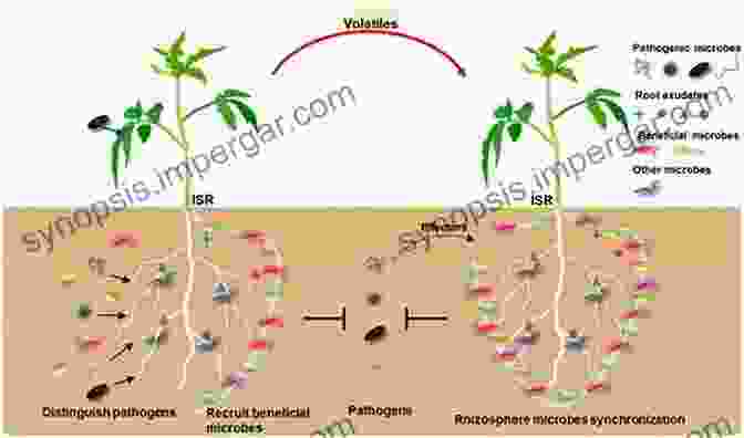 Microscopic Image Depicting A Beneficial Microbe Attacking A Plant Pathogen Plant Microbe Interactions Dennis P Nolan