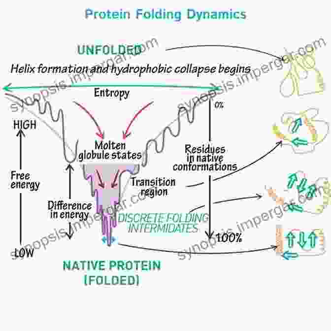 Molecular Dynamics Simulation Of A Protein Folding Pathway Structure And Dynamics Of Confined Polymers: Proceedings Of The NATO Advanced Research Workshop On Biological Biophysical Theoretical Aspects Of Polymer Science Partnership Subseries: 3 87)