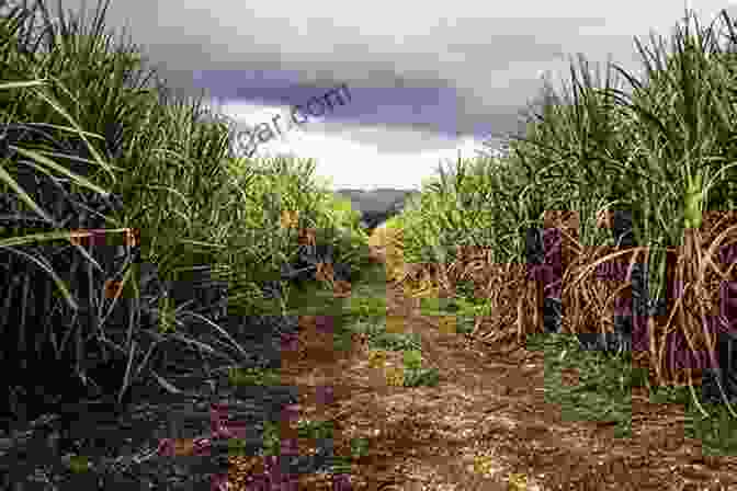 Sugarcane Field Where Rum Is Produced Hello 220 Tequila Recipes: Best Tequila Cookbook Ever For Beginners Rum Cocktail Recipe Margarita Recipes Watermelon Recipes Vodka Cocktail Recipes Frozen Cocktail Recipe Book 1