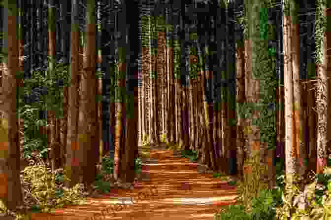 Sustainable Forestry Practices, Such As Selective Logging, Maintain Forest Health And Biodiversity While Providing Timber Defining Sustainable Forestry Denis Vasse