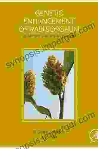 Genetic Enhancement Of Rabi Sorghum: Adapting The Indian Durras